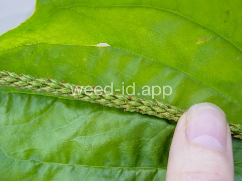 plantain, blackseed